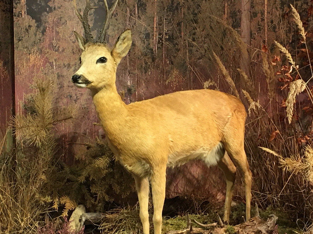 Muzeum Tatranskeho narodneho parku (TANAP)-Tatranska Lomnica必去景点