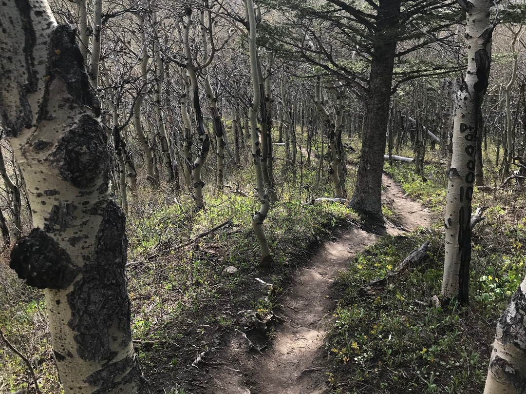 Table Mountain Trail-Beaver Mines必去景点