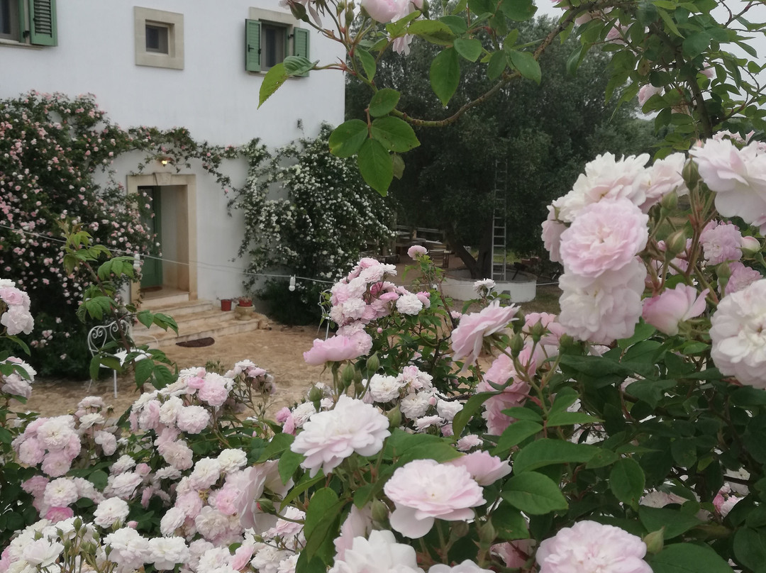 Giovannarolla Green House主图