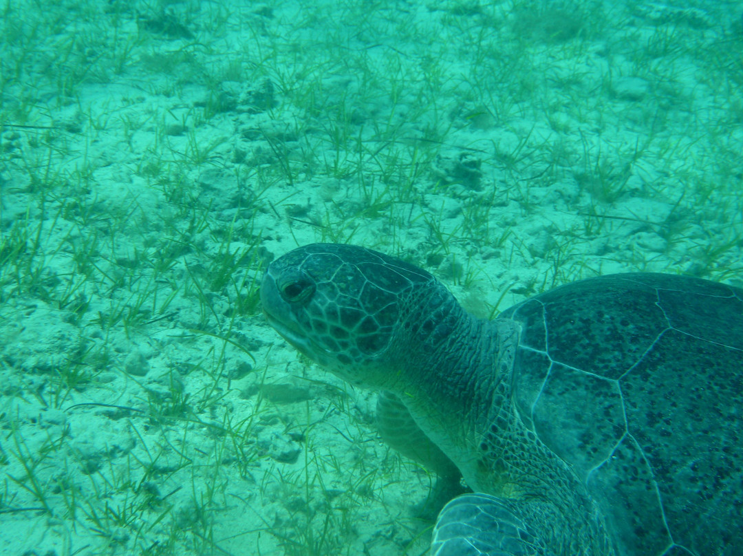 Undersea World Scuba Diving-皮拉必去景点