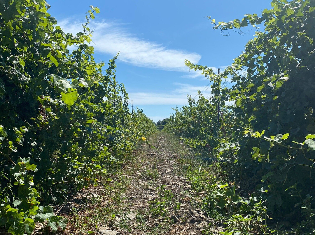 Half Moon Bay Winery景点图片