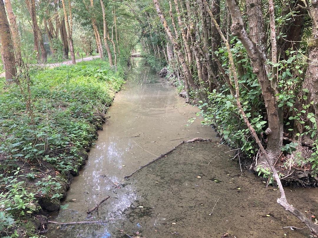 Oiseaux du Marais Poitevin景点图片
