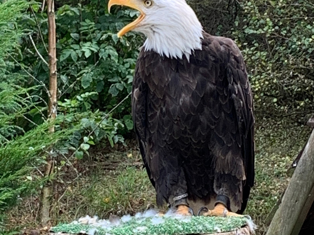 Les Aigles d'Aure - Volerie des Pyrenees景点图片