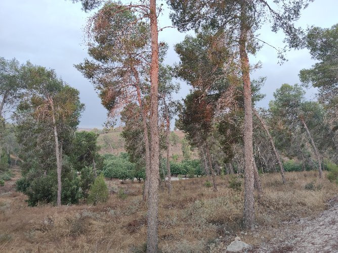HaMal'akhim Shkharya Forest景点图片