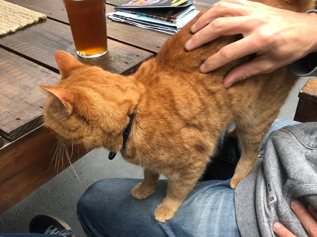 Wilson Brewing Company-奥尔巴尼必去景点