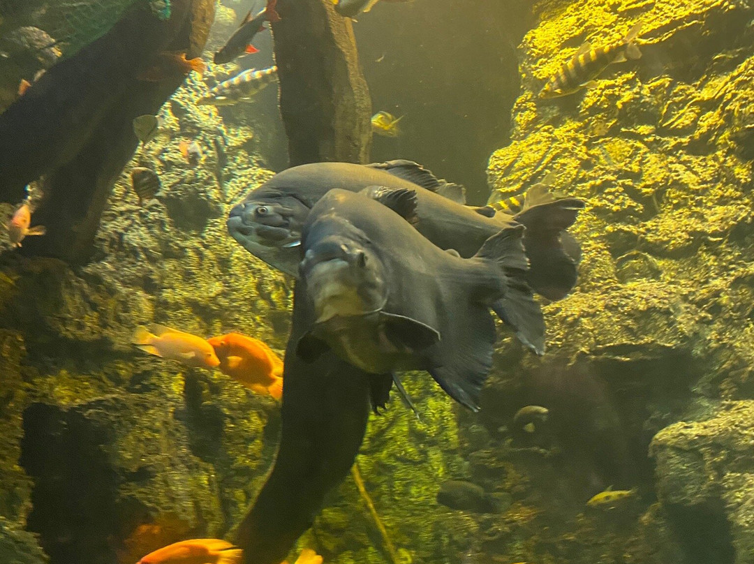Aquarium Hradec Králové-赫拉德茨克拉洛韦必去景点