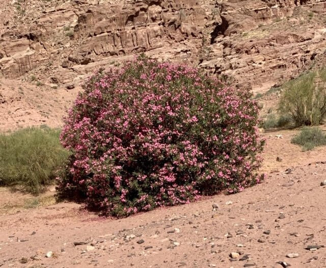Wadi Sabra Trail, Petra-佩特拉必去景点