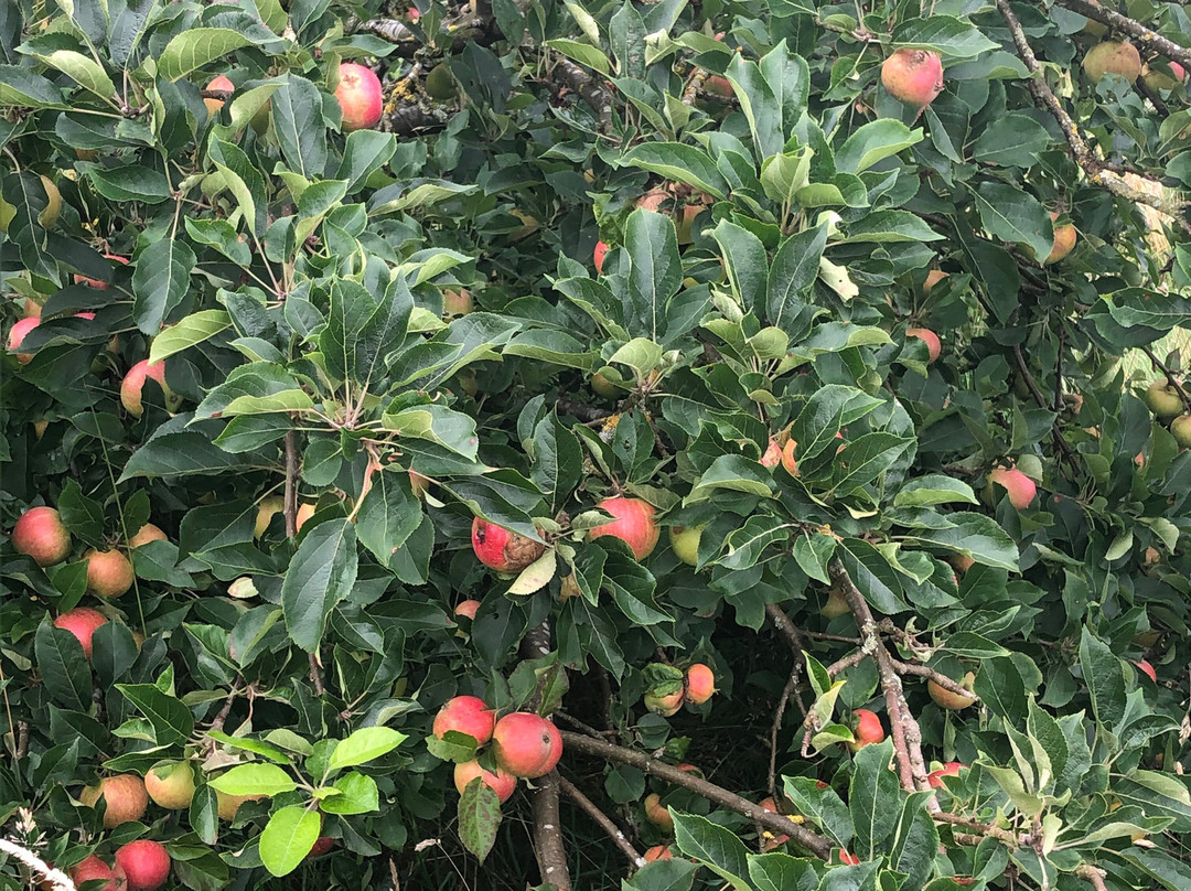 New Mills Community Orchard景点图片