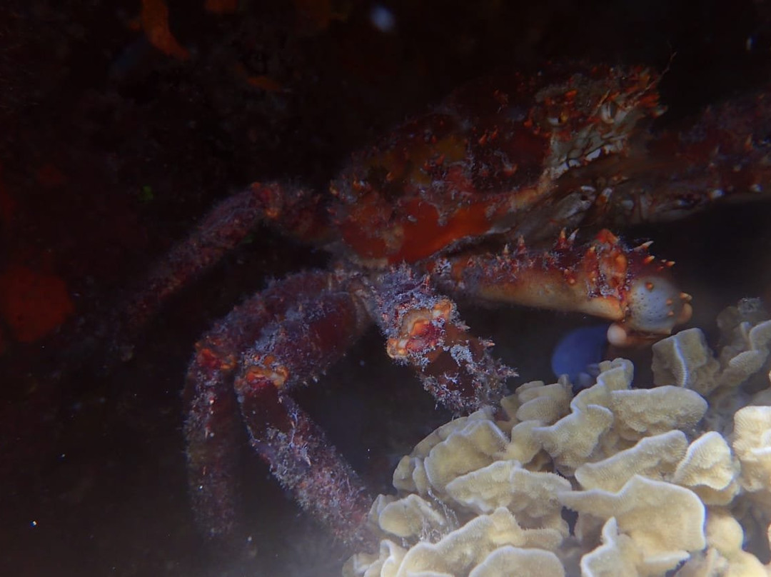 Blue Reef Divers-考祖梅必去景点