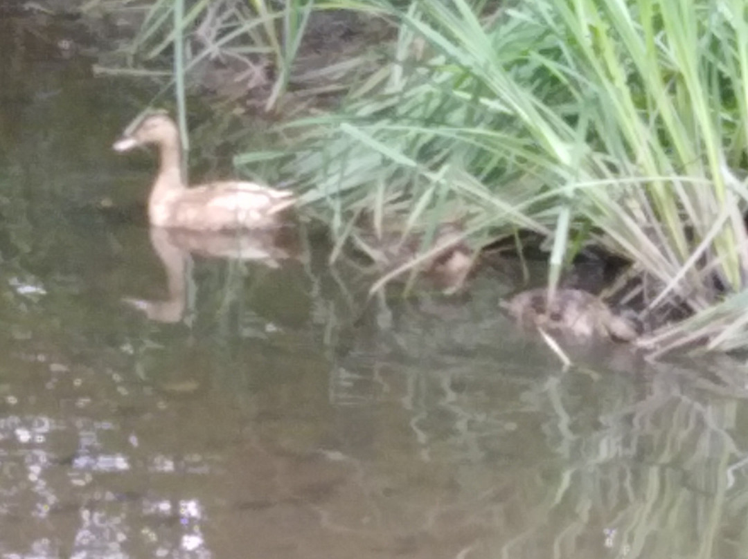 Fairhaven Woodland and Water Garden景点图片