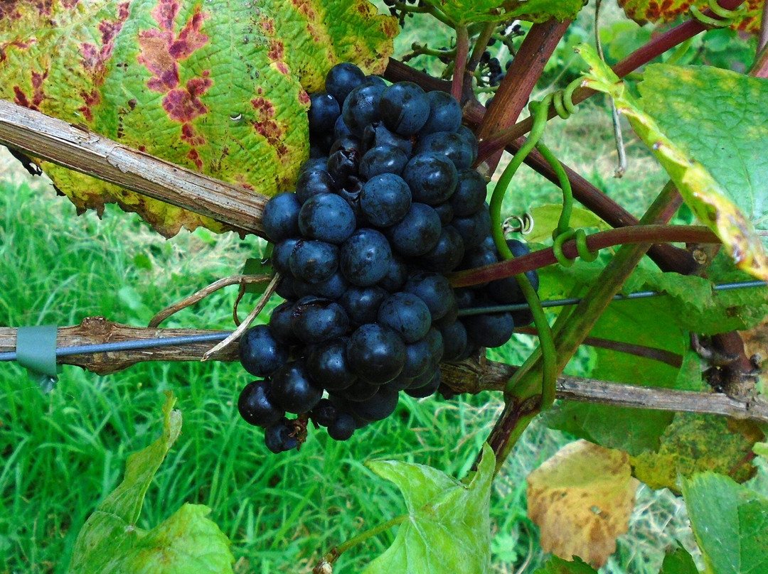 Melbury Vale Vineyard景点图片