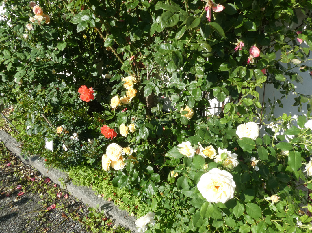 Botaniska Trädgården-韦斯特罗斯必去景点
