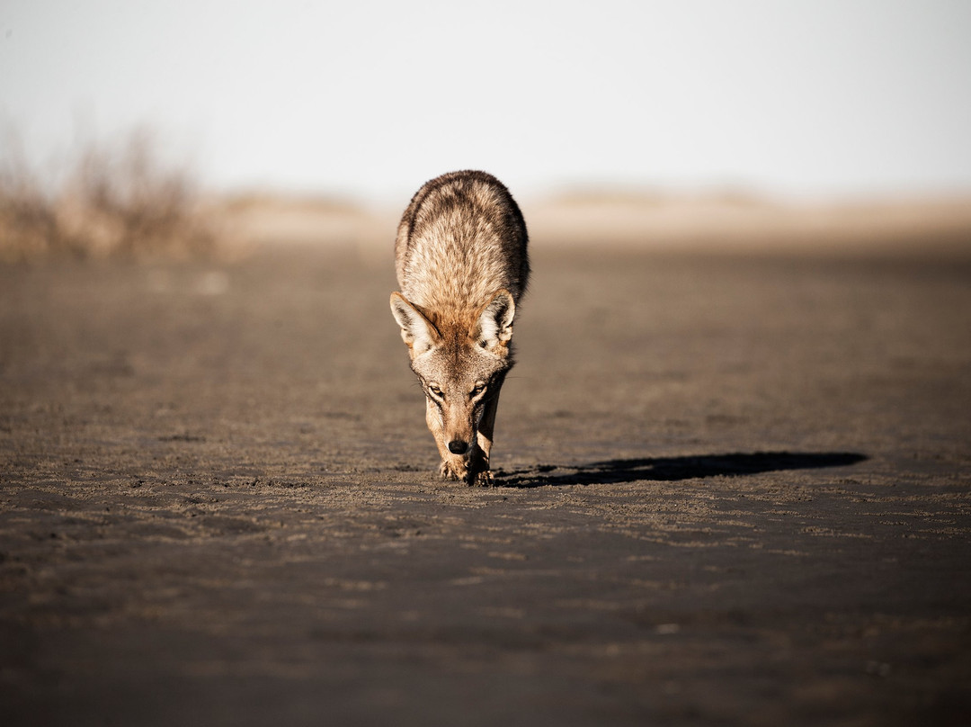 Magdalena Bay-下加利福尼亚州必去景点
