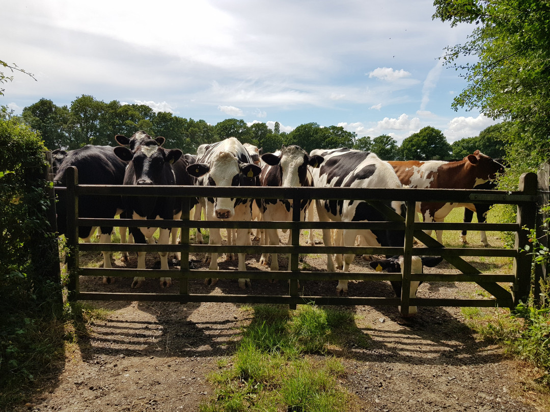 UK Electric Bike Centre-Headcorn必去景点
