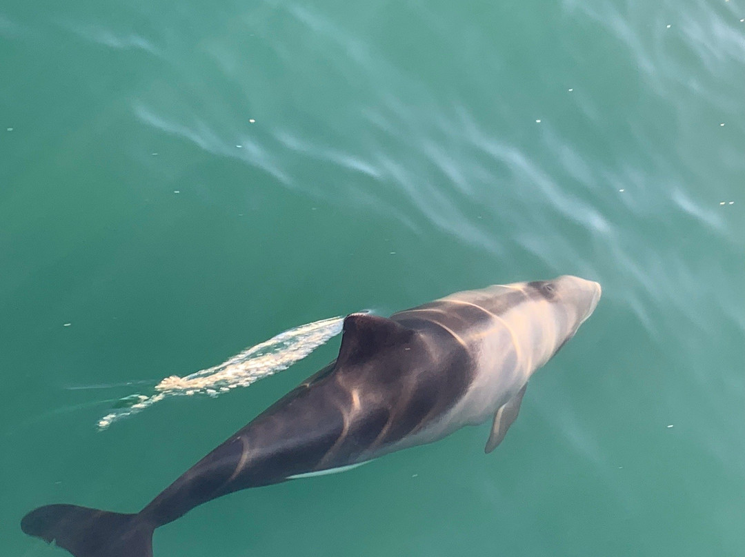 Penguin Catamaran Tours-吕德里茨必去景点