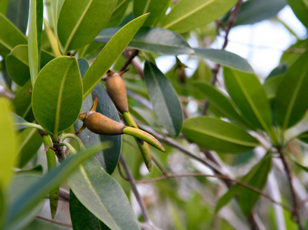 Big Cypress Swamp Welcome Center-奥乔皮必去景点