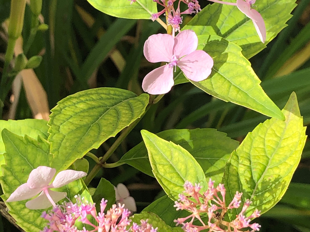 Teglio Veneto旅游攻略图片