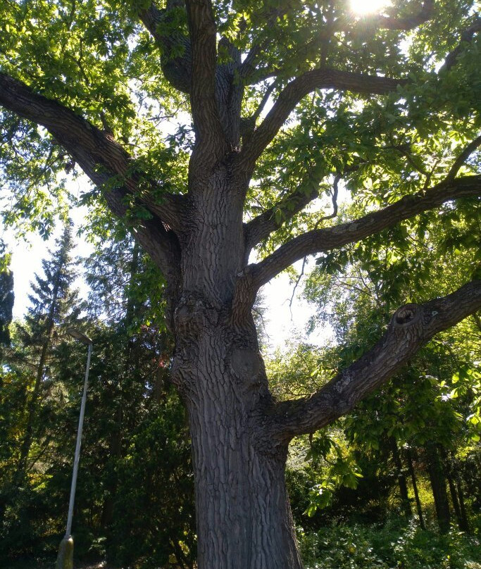 Arboretum Mlynany SAV-Slepcany必去景点