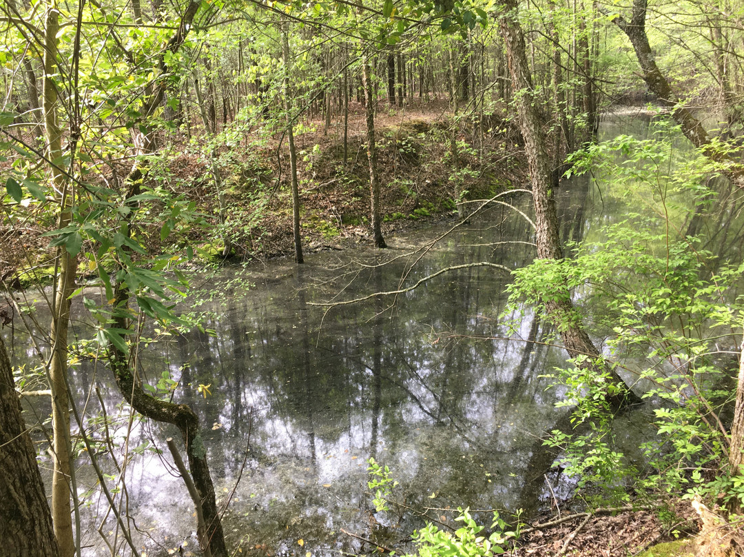 Willow Oak Natural Area景点图片