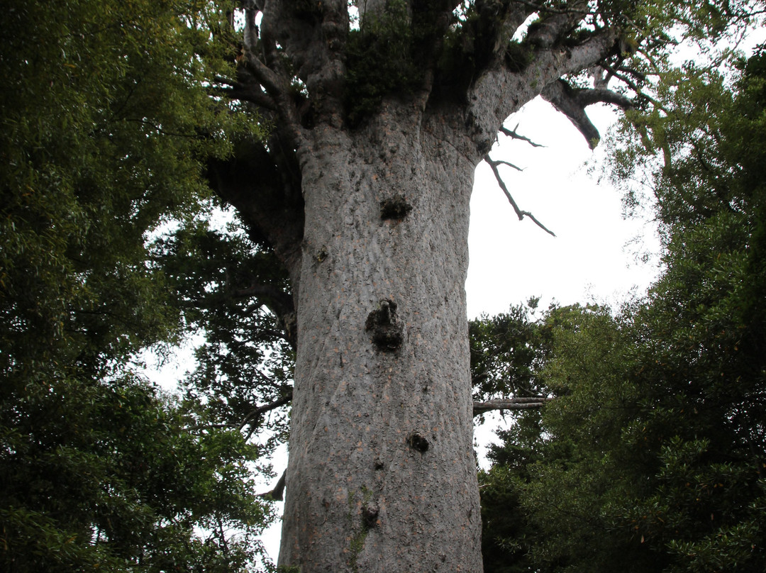 Waipoua Forest景点图片