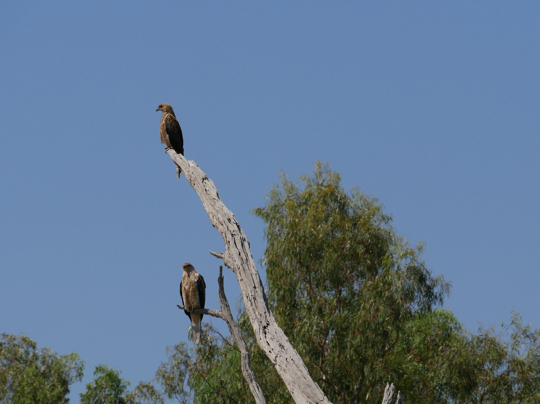Loch Luna Cruises-Kingston on Murray必去景点