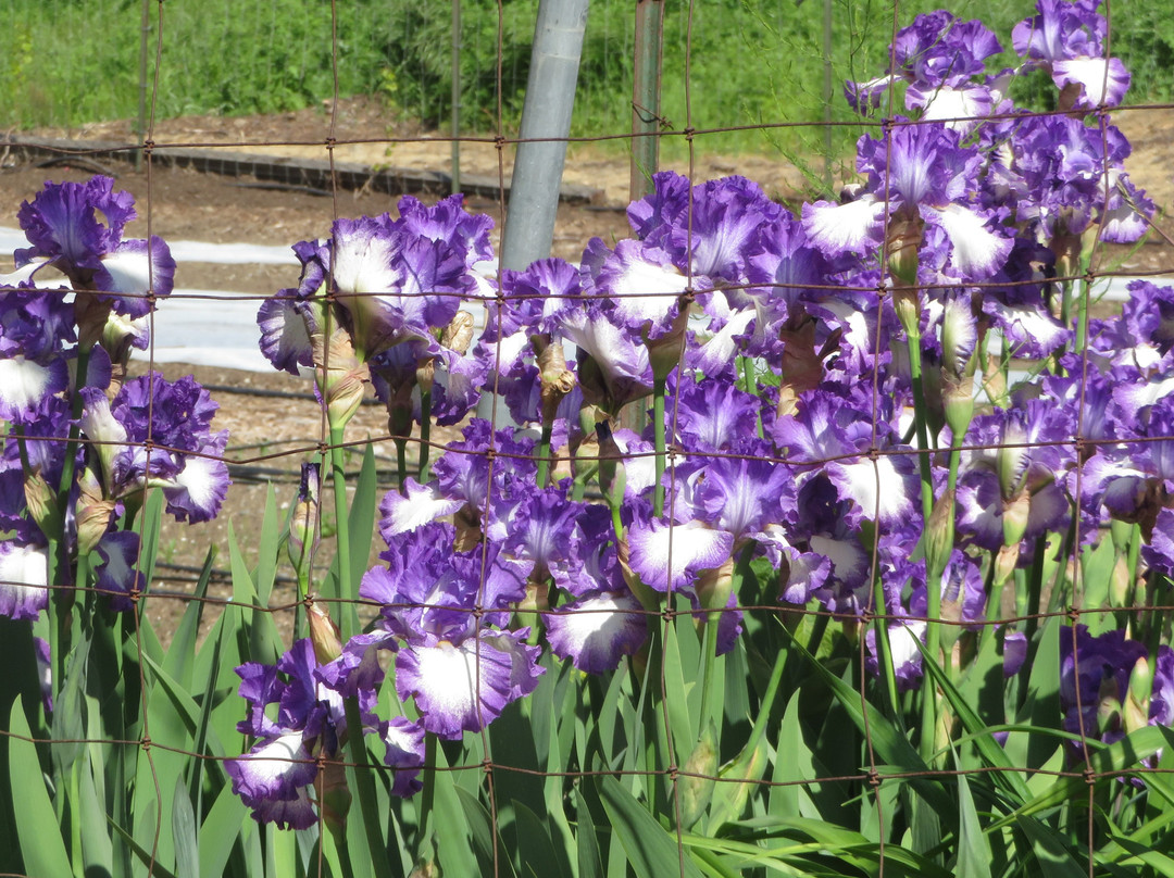 Sycamore Grove Regional Park-利佛摩必去景点