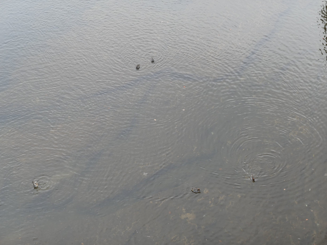 Hirose River-仙台市必去景点
