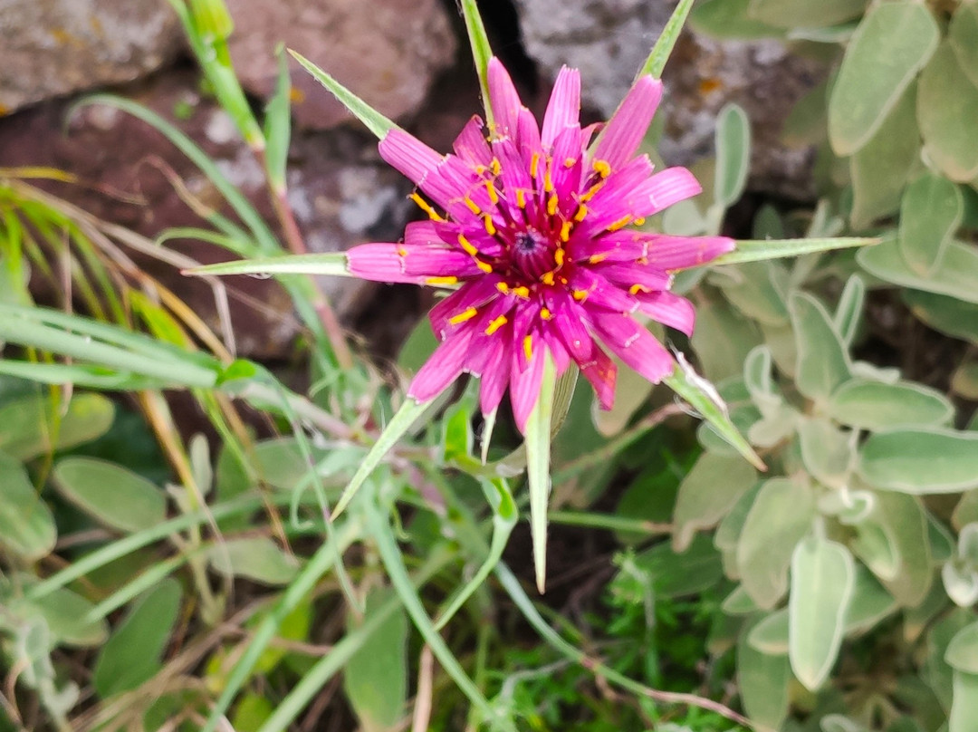 Plathiena Beach-米洛斯岛必去景点