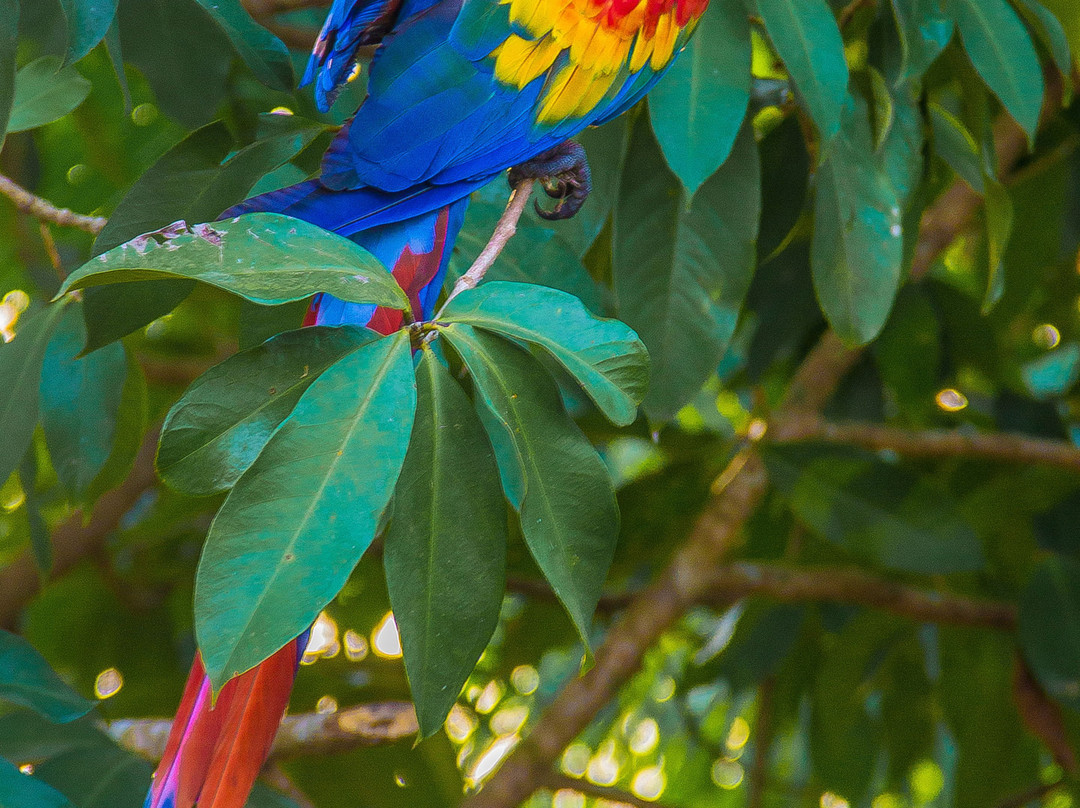 Casa Permacultural Curua主图