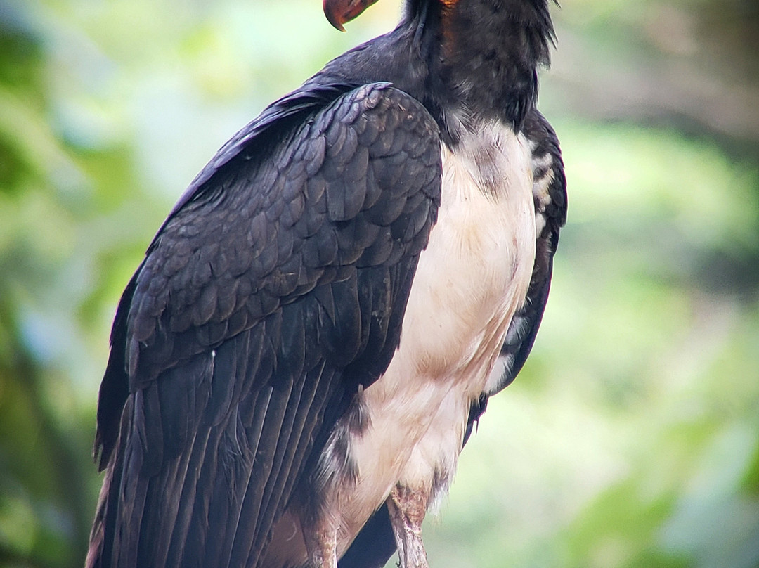 Feather Hunters CR-彭塔雷纳斯必去景点