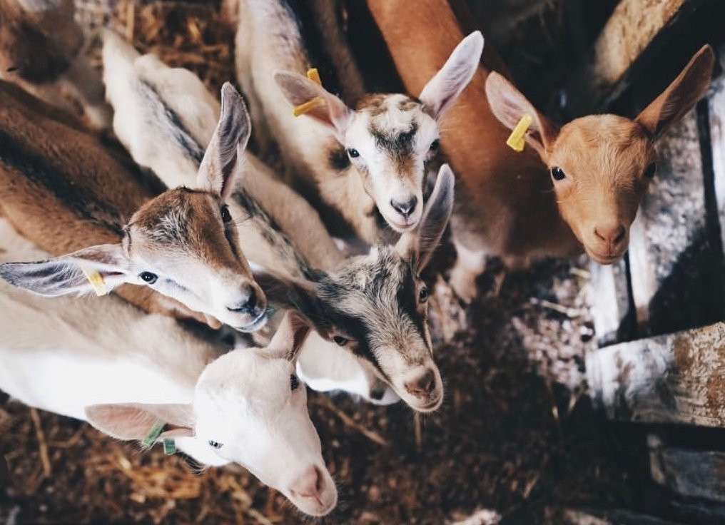 Typical Breakfast with Goats