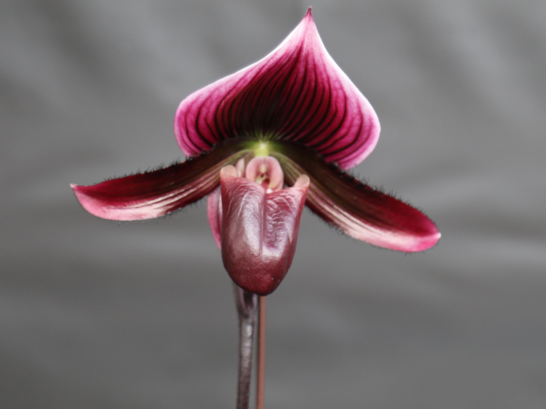 Orchids by Hausermann-Villa Park必去景点