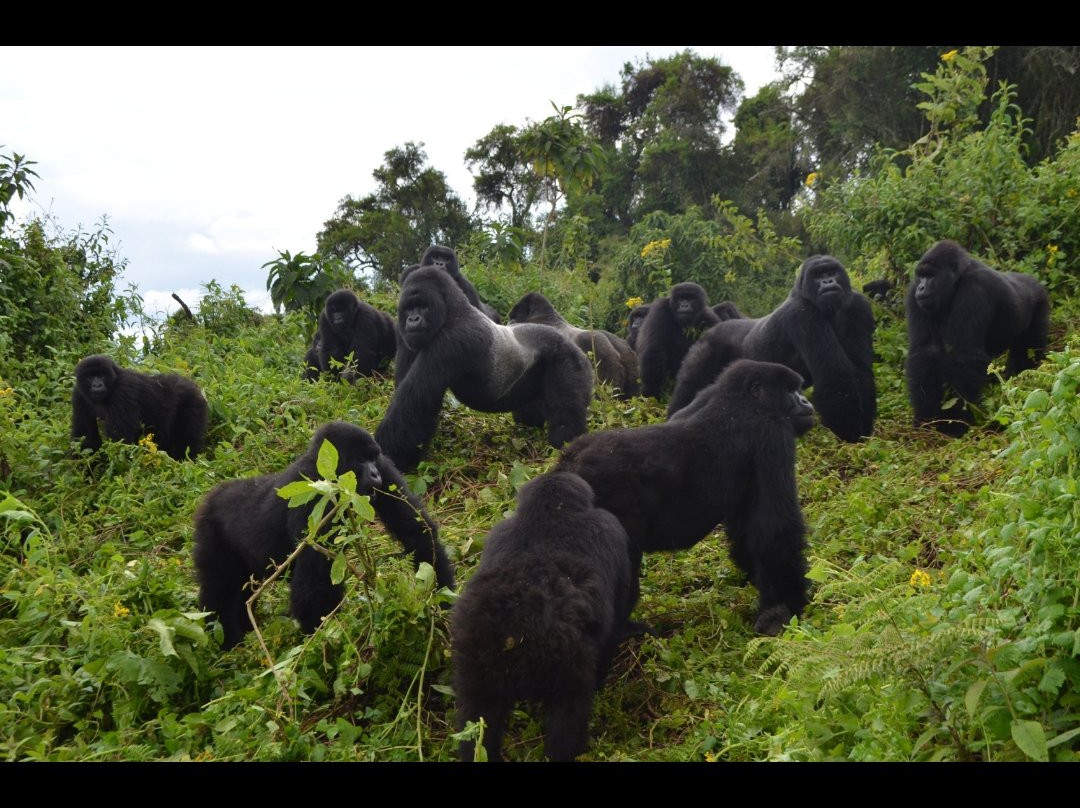 Murchison Falls National Park景点图片
