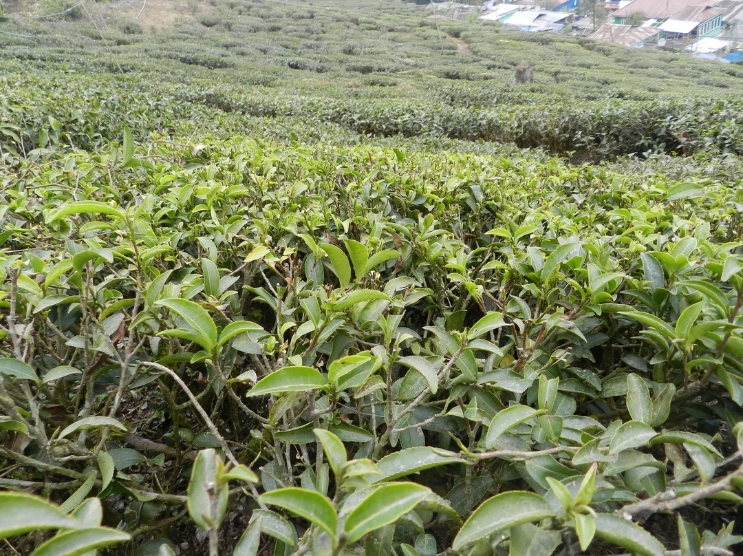 Tea Garden View-大吉岭必去景点