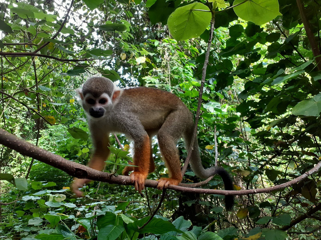 Ilet la Mere-卡宴必去景点