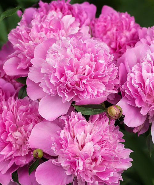 International Horticulture Goyang Korea-高阳市必去景点