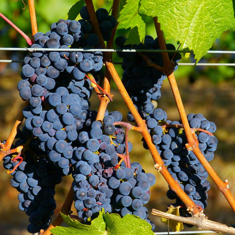 Sarver Winery-尤金必去景点