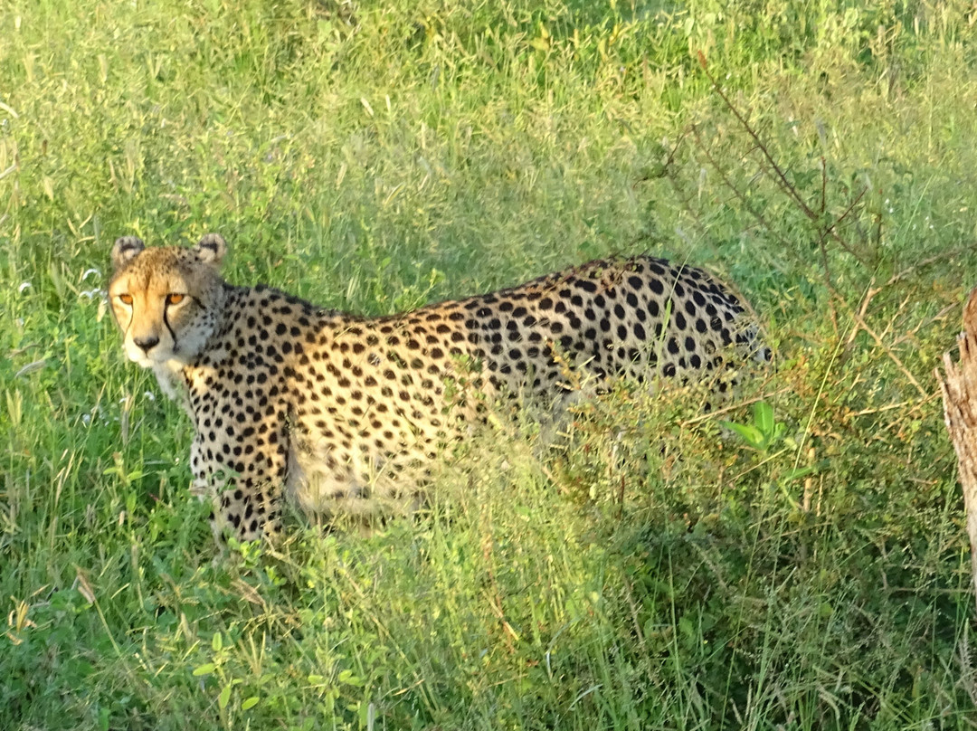 Kruger Pride Safaris-玛洛斯帕克必去景点