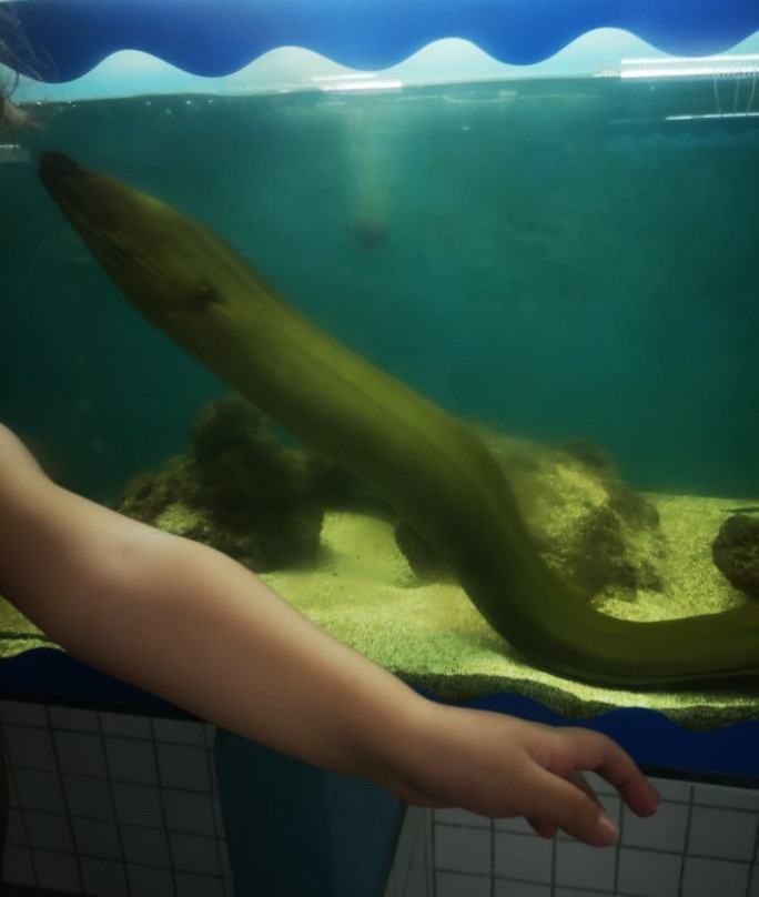 Projeto Hippocampus-嘎林海斯港必去景点