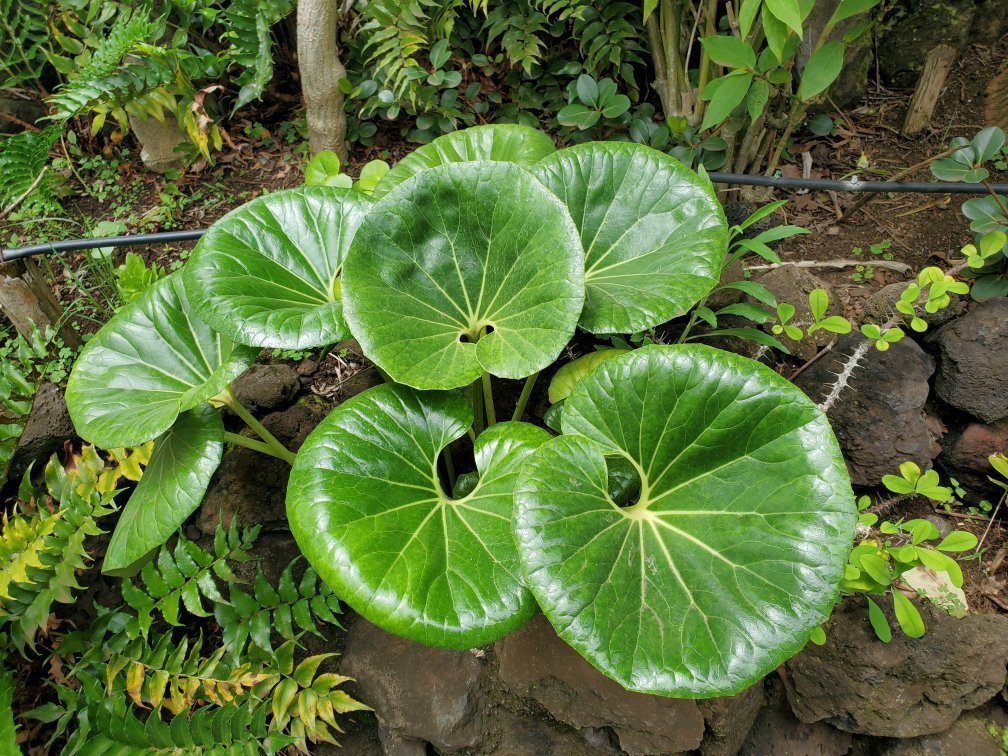 Jardin Tau Kiani Rapa Nui-安加罗阿必去景点