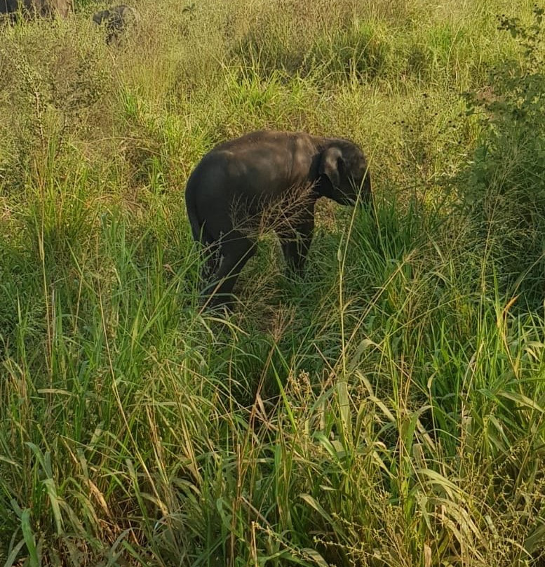 Minneriya Tusker Safaris景点图片