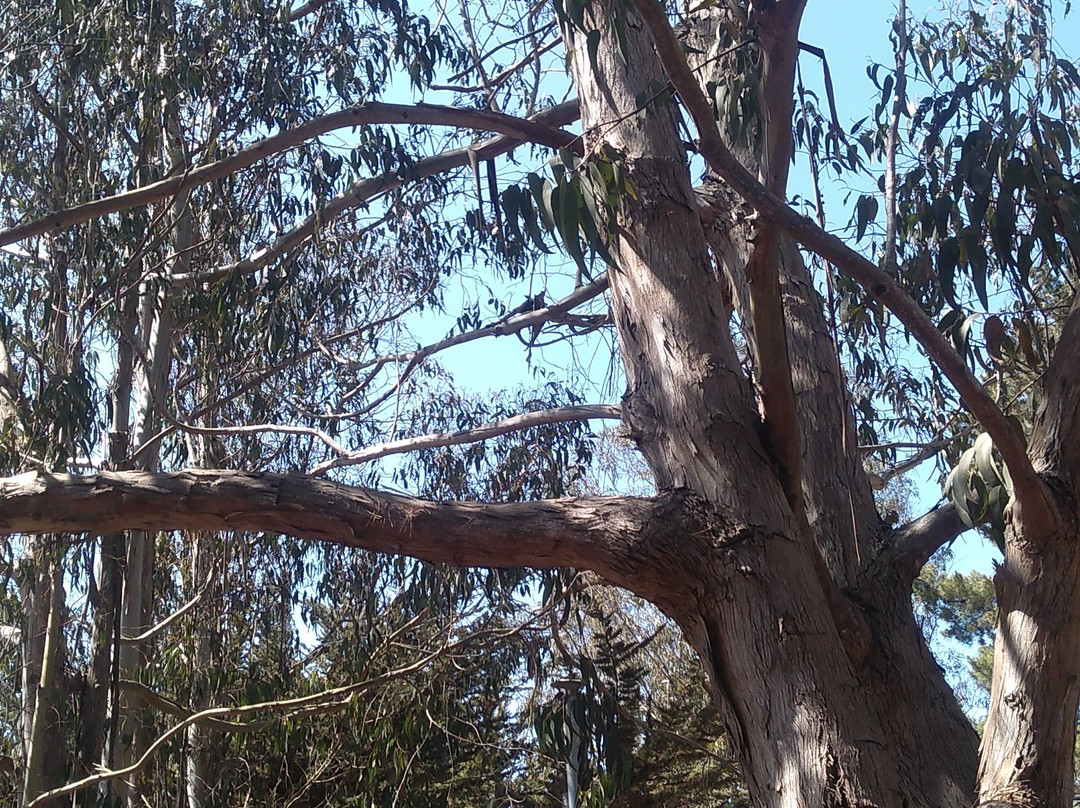 La Magia de Isla Negra Alojamiento Cabanas主图