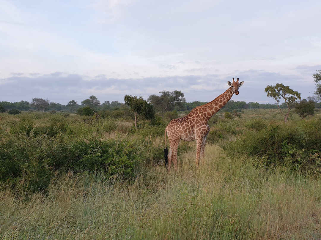 Africa Spear Kruger Park Safaris景点图片