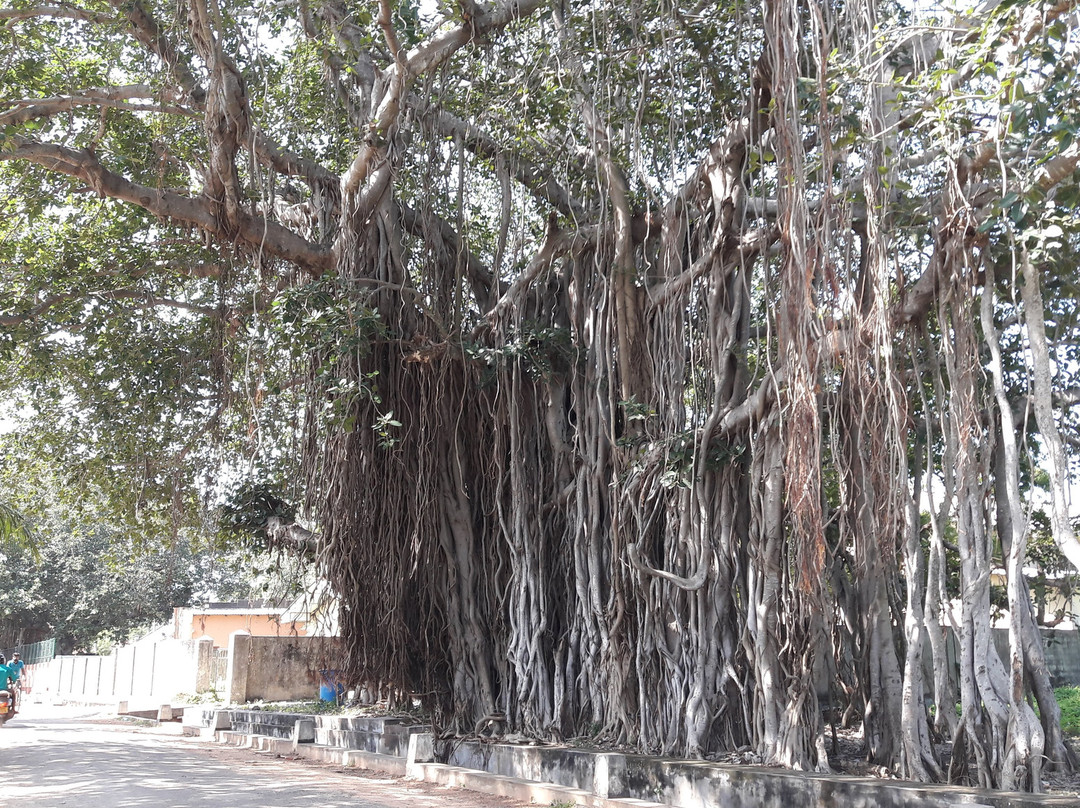 Pennai Causeway-贾夫纳必去景点