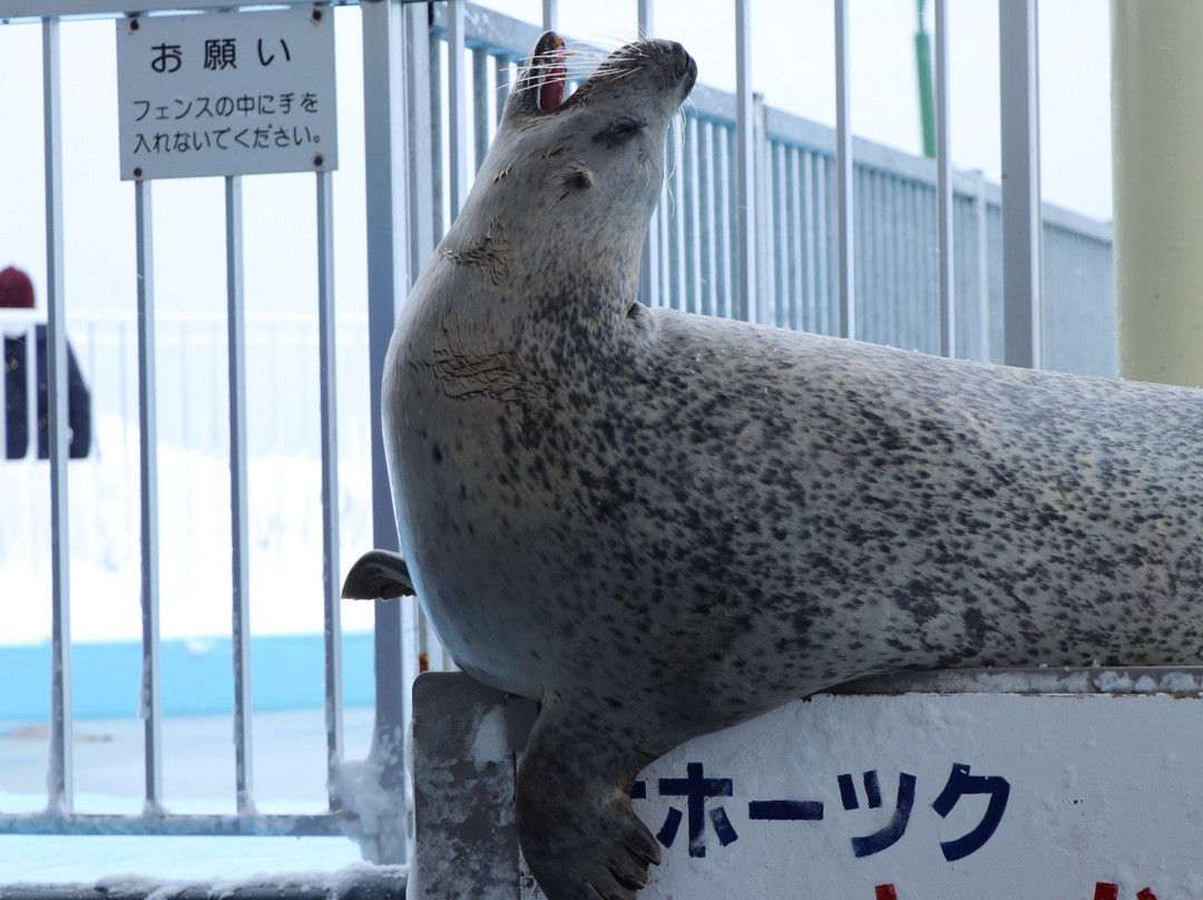 鄂霍次克海豹园-纹别市必去景点