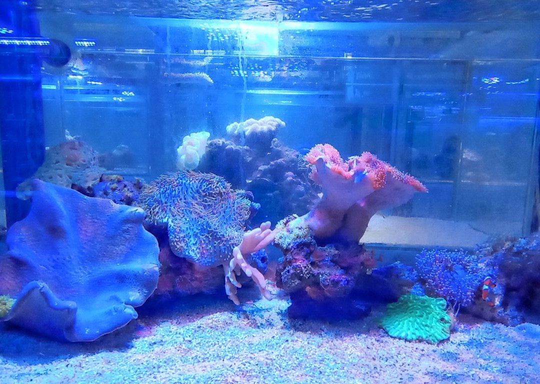 Pusat Ikan Hiasan-波德申必去景点