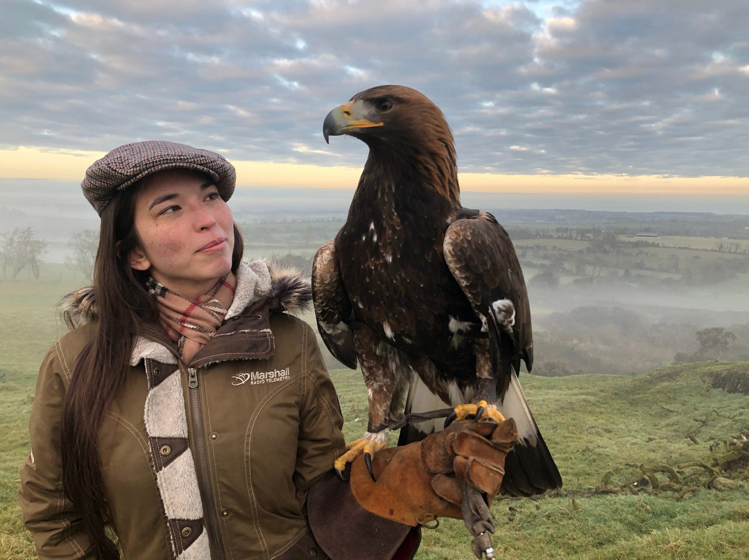 Newgrange Falconry-Julianstown必去景点