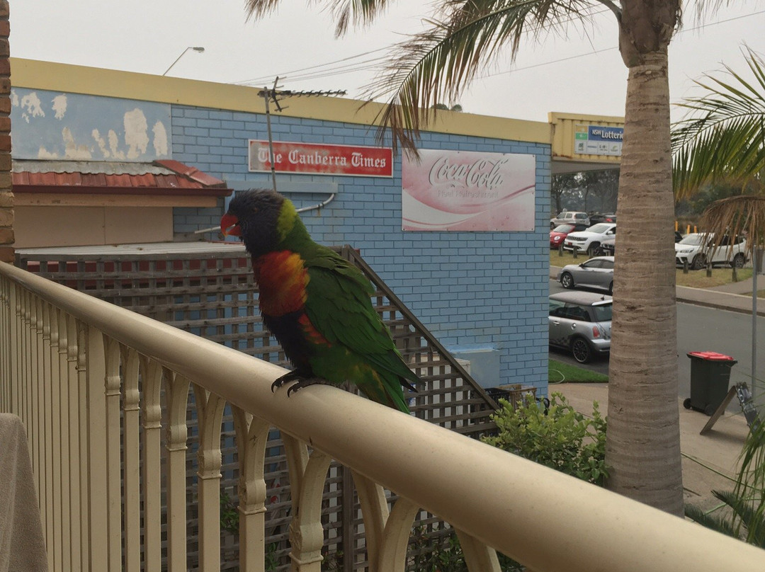 Mollymook Surfbeach Motel & Apartments主图