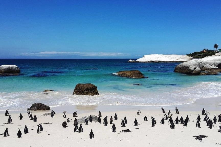 Wolf Shuttles-开普敦中心区必去景点