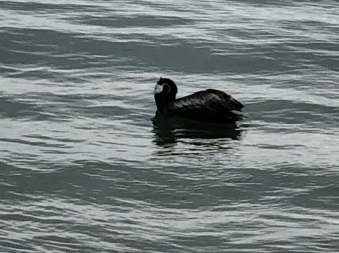 El Malecon de Naguabo-Naguabo必去景点